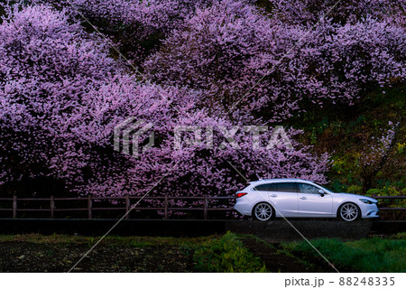 春めき桜と車のある風景 88248335