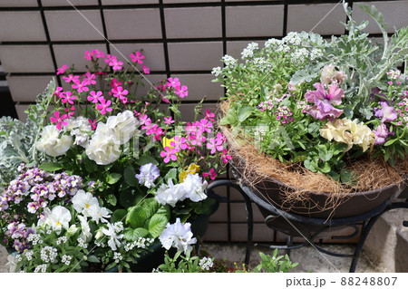 玄関回りの花寄せ植え 玄関回りの花寄せ植え 88248807