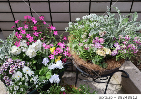 玄関前　春の花寄せ植え 88248812