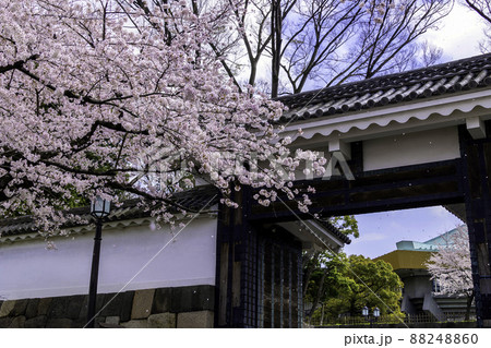 桜と田安門 88248860