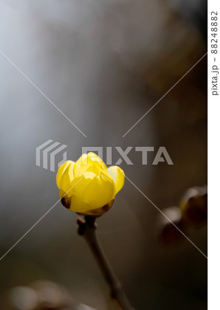 三月に咲いている蝋梅の花 88248882