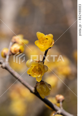 三月に咲いている蝋梅の花 88248883