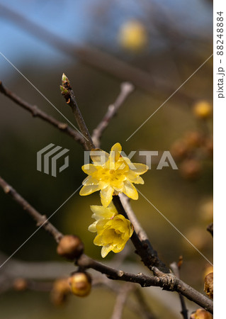 三月に咲いている蝋梅の花 三月に咲いている蝋梅の花 88248884