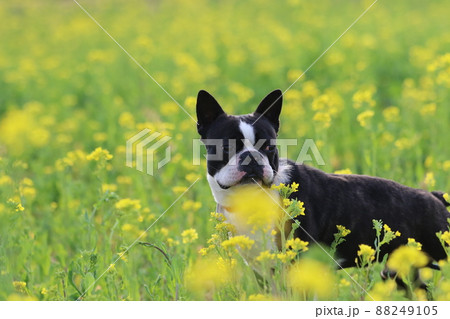 菜の花畑でカッコよく遠くを見つめる愛犬ボストンテリアのマイティくん 菜の花畑でカッコよく遠くを見つめる愛犬ボストンテリアのマイティくん 88249105