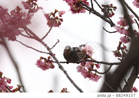 ヒヨドリと桜の花 ヒヨドリと桜の花 88249157