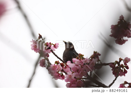 ヒヨドリと桜の花 88249161