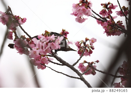 ヒヨドリと桜の花 ヒヨドリと桜の花 88249165