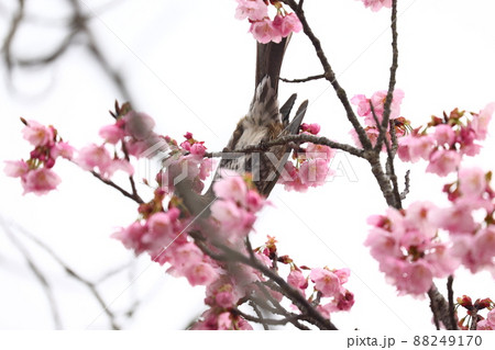 ヒヨドリと桜の花 88249170