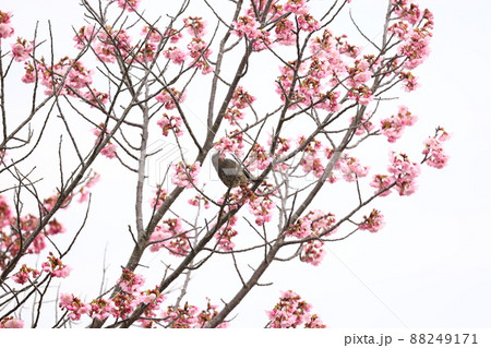 ヒヨドリと桜の花 ヒヨドリと桜の花 88249171