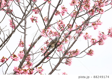 ヒヨドリと桜の花 ヒヨドリと桜の花 88249174