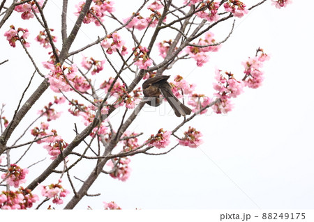 ヒヨドリと桜の花 ヒヨドリと桜の花 88249175