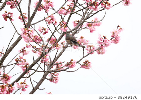 ヒヨドリと桜の花 88249176
