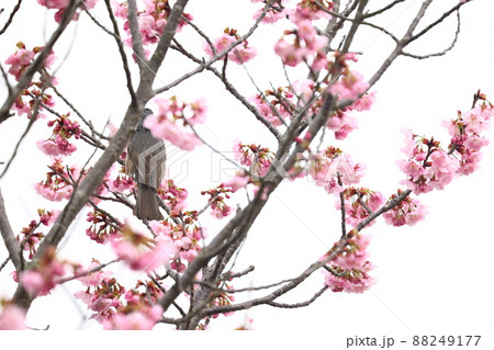 ヒヨドリと桜の花 ヒヨドリと桜の花 88249177