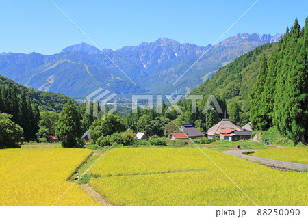 秋の白馬村青鬼　棚田から望む北アルプス 88250090