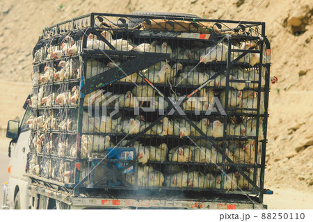 Old Pakistani Truck with White Dirty chickens Carrying in a car cage in Summer Gilgit Baltistan Mountains in Pakistan 88250110
