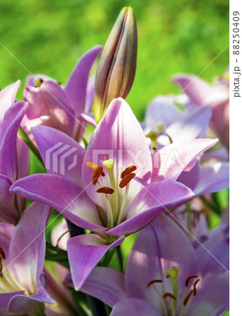 Beautiful pink lilies are popular among profusely blooming bulbous plants in garden design. 88250409