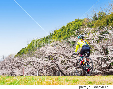 春の多摩川　桜満開のサイクリングロード（府中市付近） 88250471