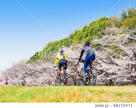 春の多摩川 桜満開のサイクリングロード(府中市付近) 春の多摩川 桜満開のサイクリングロード(府中市付近) 88250472