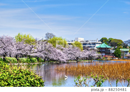 東京都 上野公園 不忍池 満開の桜の写真素材 [88250481] - PIXTA