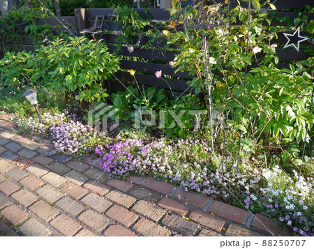 様々な春の花が咲く明るい庭 88250707