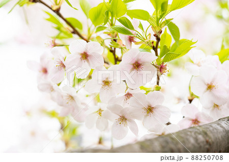 葉桜 葉桜 88250708