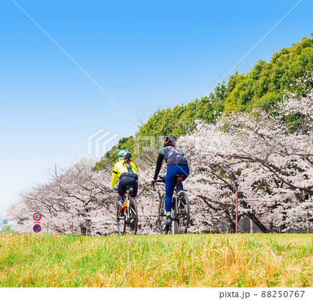 春の多摩川 桜満開のサイクリングロード(府中市付近) 春の多摩川 桜満開のサイクリングロード(府中市付近) 88250767