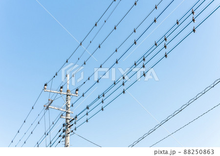 電線に取り付けられた鳥よけ　鳥害 88250863