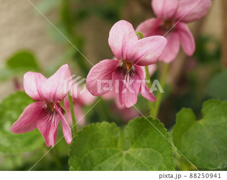 ピンクのニオイスミレが群生 88250941