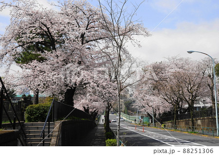 3月　港区1723青山霊園の桜並木 88251306