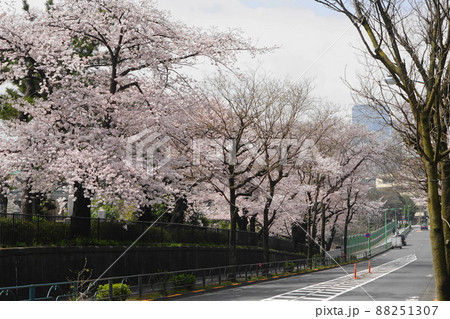 3月　港区1724青山霊園の桜並木 88251307