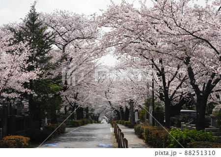 3月 港区1726青山霊園の桜並木 3月 港区1726青山霊園の桜並木 88251310