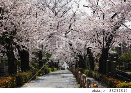 3月 港区1728青山霊園の桜並木 3月 港区1728青山霊園の桜並木 88251312