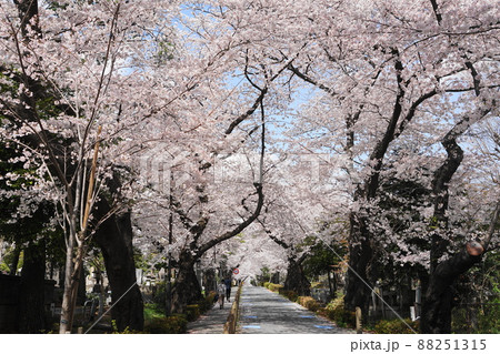 3月 港区1731青山霊園の桜並木 3月 港区1731青山霊園の桜並木 88251315