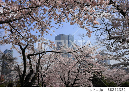 3月 港区1737東京ミッドタウンと青山霊園の桜並木 3月 港区1737東京ミッドタウンと青山霊園の桜並木 88251322