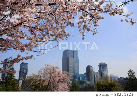 3月　港区1738東京ミッドタウンと青山霊園の桜並木 88251323