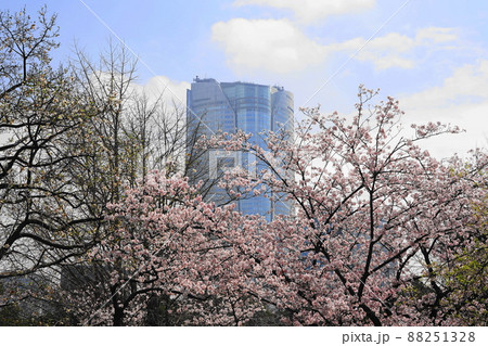 3月 港区1742六本木ヒルズと青山霊園の桜並木 3月 港区1742六本木ヒルズと青山霊園の桜並木 88251328
