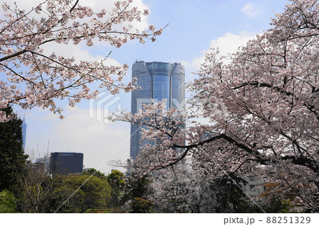 3月 港区1743六本木ヒルズと青山霊園の桜並木 3月 港区1743六本木ヒルズと青山霊園の桜並木 88251329