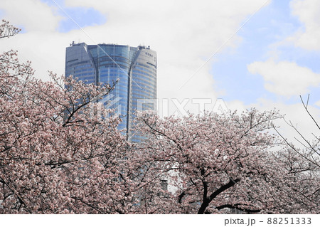 3月 港区1747六本木ヒルズと青山霊園の桜並木 3月 港区1747六本木ヒルズと青山霊園の桜並木 88251333