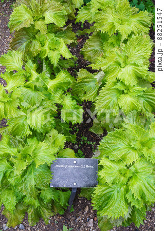 Green shiso plant (Perilla frutescens) herbal medicine. 88251547