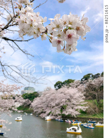 東京九段・千鳥ヶ淵の桜並木 東京九段・千鳥ヶ淵の桜並木 88251615