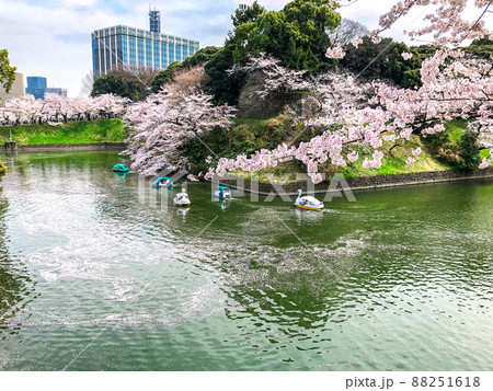 東京九段・千鳥ヶ淵の桜並木 東京九段・千鳥ヶ淵の桜並木 88251618