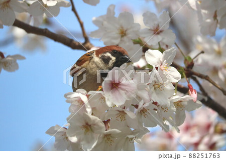 ソメイヨシノと雀 88251763