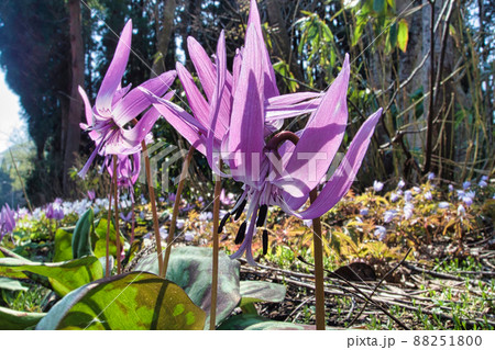 かたくり 88251800