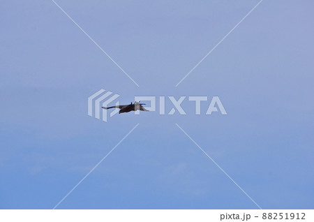 春空を舞うトンビ 88251912