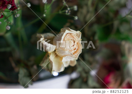 ドライフラワー バラ ドライフラワー バラ 88252125