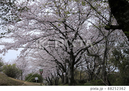 荒尾市　四ツ山神社　桜、 88252362