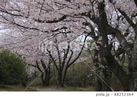荒尾市　四ツ山神社　桜、 88252364
