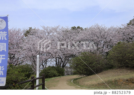 荒尾市　四ツ山神社　桜、 88252379