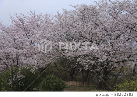 荒尾市 四ツ山神社 桜、 荒尾市 四ツ山神社 桜、 88252382