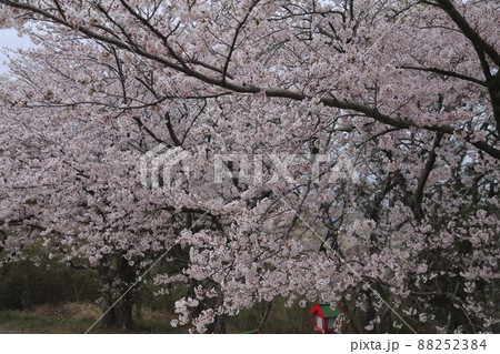 荒尾市 四ツ山神社 桜、 荒尾市 四ツ山神社 桜、 88252384